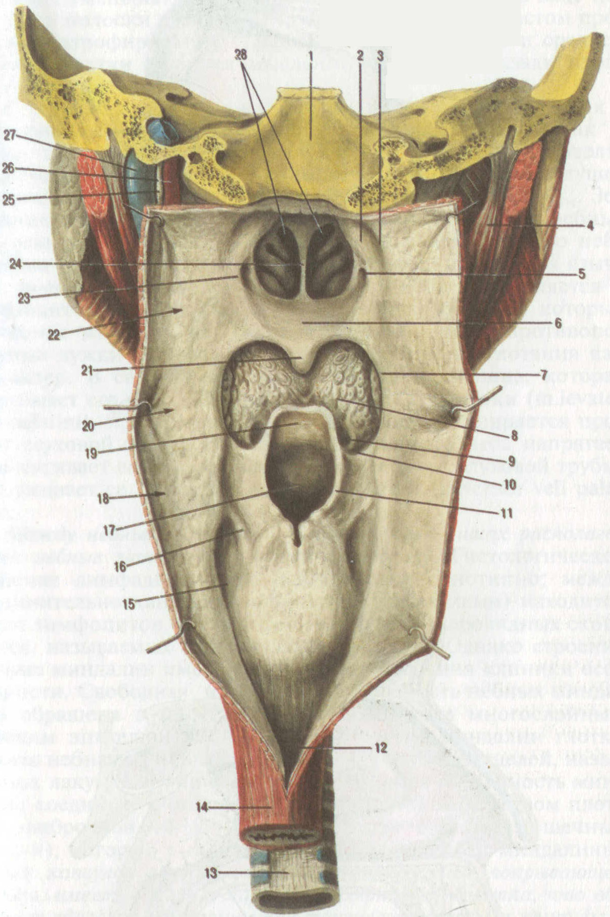 Оболочки стенки глотки. Глотка анатомия грушевидный карман. Небная занавеска анатомия животных. Грушевидный карман гортани анатомия.