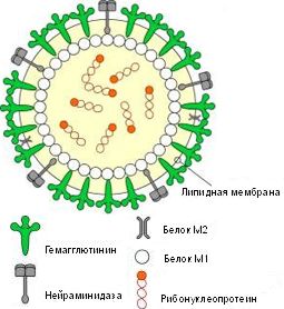 Схематическое строение вируса гриппа