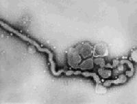 Электронная микрофотография вируса гриппа С